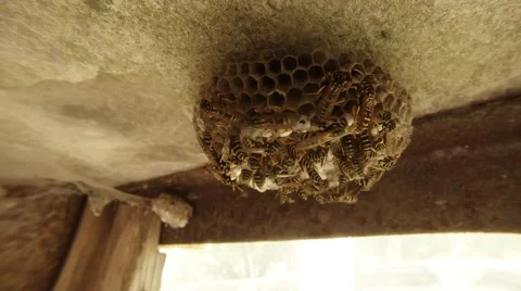 A Plurality of Striped Wasps Crawling Along a Honeycomb on the Ceiling Closeup Stock Footage 66233715