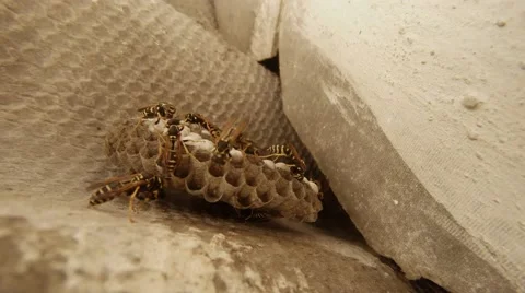 A Plurality of Striped Wasps Crawling on Honeycomb Closeup Stock Footage 66203564