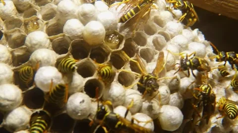 A Plurality of Striped Wasps in Honeycomb Close-Up Stock Footage 66203743