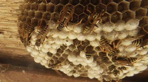 A Plurality of Tabby Wasps Swirls on Cell on a Wooden Surface Closeup Stock Footage 66400434