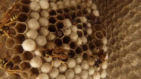 A Plurality of Tabby Wasps Swirls on Cell Closeup Time Lapse Shooting Stock-Footage 66404061
