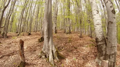 A Plurality of Thin Trunks of Trees in a Young Mountain Forest Stock Footage 63962789