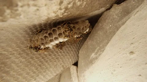 A Plurality of Wasps With Black and Yellow Stripes Crawling on Honeycomb Stock Footage 66203251