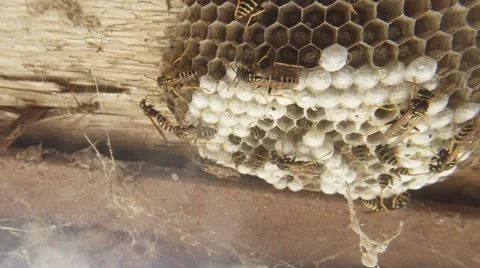 A Plurality of Wasps Crawling on Dry Honeycomb on a Wooden Surface Closeup Stock Footage 66371324