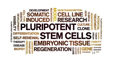 Pluripotent Stem Cells animated word cloud,animation kinetic typography loop. Stock Footage 311420933