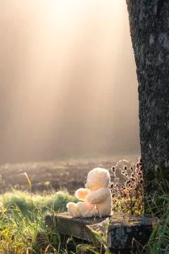 Plus bear on a bench under sun rays Stock Photos