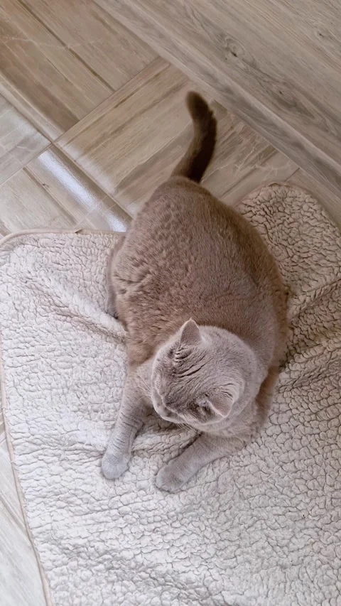 Plush Cat Resting on Soft Beige Blanket Top View Stock Footage 321973216