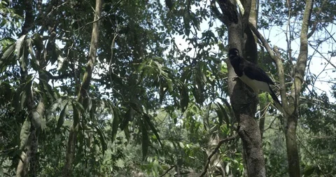 Plush-crested Jay Bird in the forest of Iguazu Falls National Park, Argentina. 動画素材 125482137