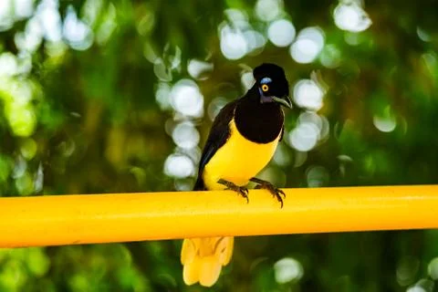 Plush-crested jay bird Foto stock