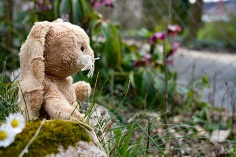 Plush Easter bunny sits in the garden between green leaves, grass stones and Stock Photos