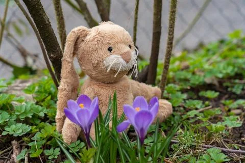 Plush Easter bunny sits in the garden on the ground between green leaves and Stock Photos