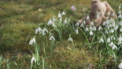 Plush easter bunny sits in green grass with white snowdrops and moss in meadow. Stock Photos
