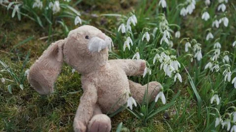 Plush easter bunny is sitting looking up at the sun in the middle of green gr Stock Photos