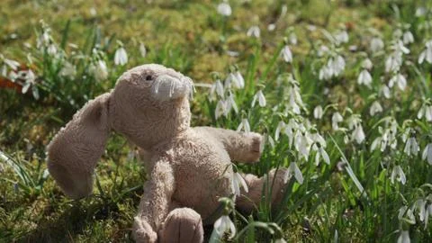 Plush easter bunny is sitting looking up at the sun in the middle of grass. Stock Photos