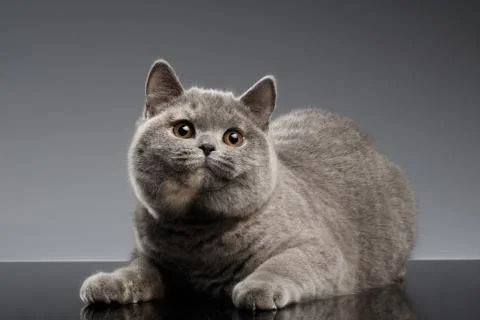 Plush Gray British Cat Lying, Curious Looks on Dark Background Stock Photos