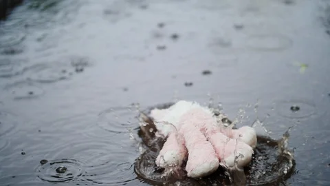 The plush pink hare falls into a puddle. It's raining heavily. Slow motion video Stock Footage 89752121
