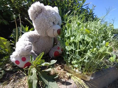 Plush Teddy Bear Interacting with Fresh Pea Microgreens 스톡 사진