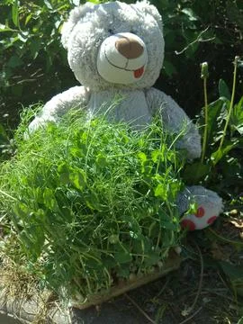 Plush Teddy Bear Sitting Behind Fresh Pea Microgreens Stock Photos