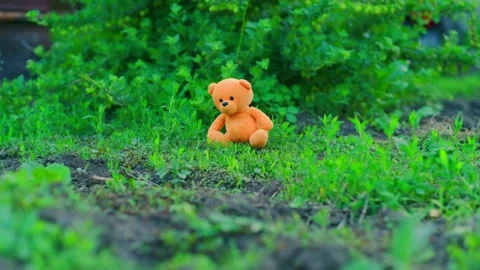 A plush teddy bear with vibrant orange fur is placed on the ground amidst lush Stock Footage 311227971