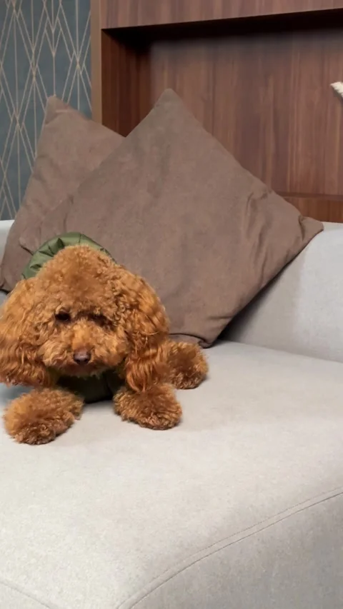 This plush toy on a modern couch beautifully enhances any cozy interior living Stock Footage 297842773