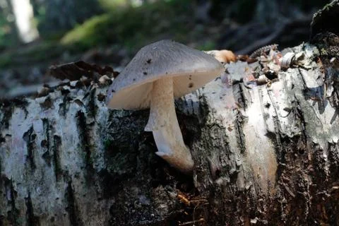 Pluteus cervinus 스톡 사진
