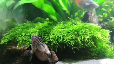 Plypterus delhezi close-up Video stock 147551866