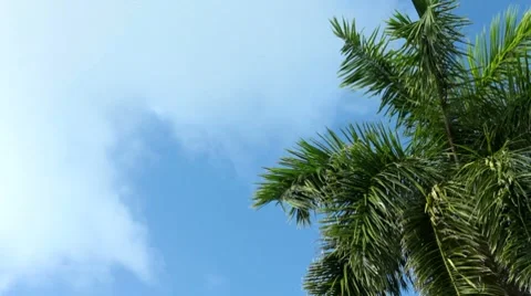 Pml0189 Stock Footage 7759949