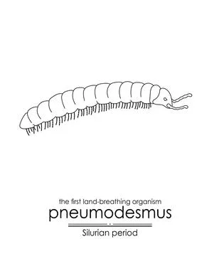 Pneumodesmus Stock Illustration
