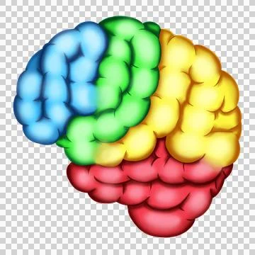 PNG Brain 2 Stock Illustration