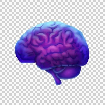PNG Brain Stock Illustration