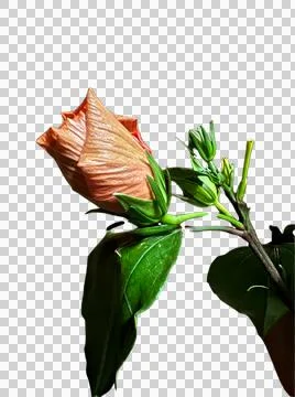 PNG Bunga Raya Stock Photos