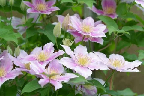 Pnk clematis Stock Photos