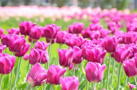 Pnk tulips Stock Photos