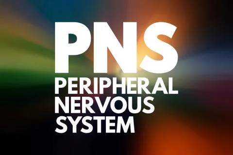 PNS - Peripheral Nervous System acronym, medical concept background Stock Illustration