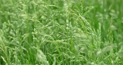 Poa compressa one of the most common meadow-grass Stock Footage 195711345