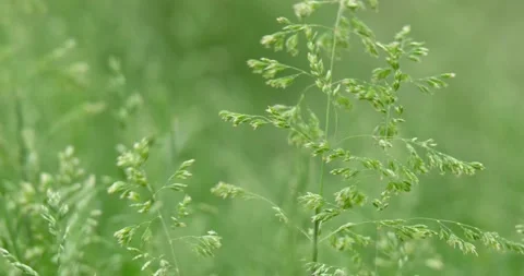 Poa compressa one of the most common meadow-grass, macro shot Stock Footage 195711413