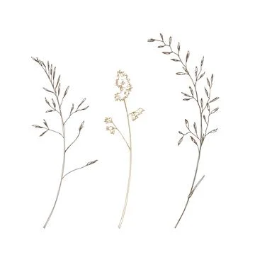 Poa pratensis three branches wild meadow dried flowers. Line art is a simple Stock Illustration