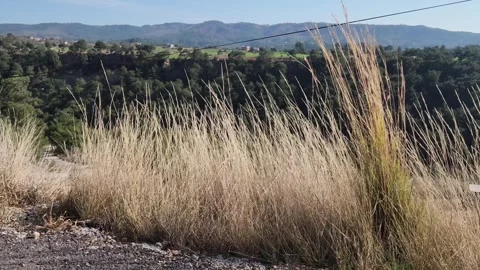 Poa with the wind Video stock 300289966