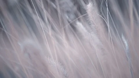 Poaceae fluffy grass flower are blowing by wind blur background transition with Vídeos de archivo 93755553