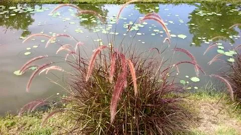 Poaceae 库存照片