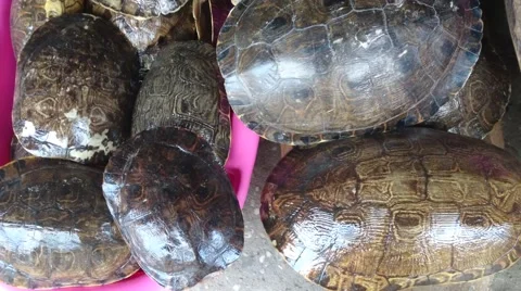 Poached Turtle Shells Stock Footage 65298560