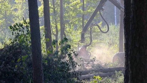 Poaching, deforestation, illegal deforestation, destruction of forest cover Stock Footage 111573219