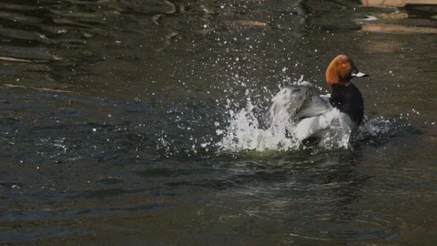 Pochard duck making water splashes Stock Footage 106703360