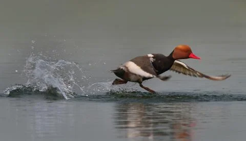 Pochard Stock Photos