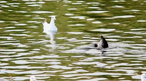 Pochards and gulls float on a lake Stock Footage 68619884