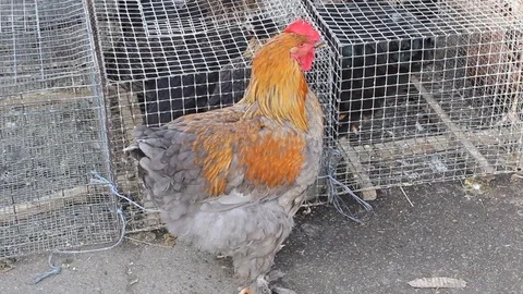 Pock-marked bird Stock-Footage 73151018