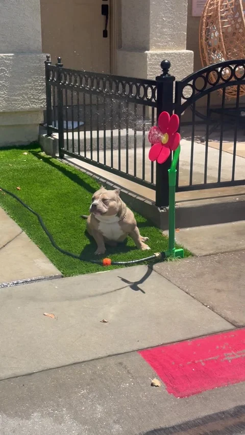 Pocket Bully Summertime Fun With Flower Sprinkler, Las Vegas, Nevada, USA - 22 J Vídeos de archivo 340281341