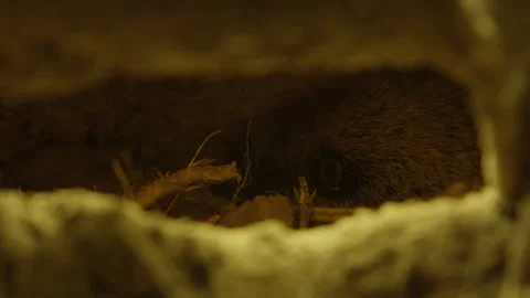 Pocket Gopher crawling through hole nad pushing dirt Stock Footage 246086917