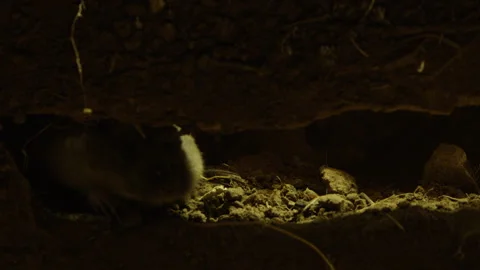 Pocket Gopher crawling through hole Stock Footage 246086943