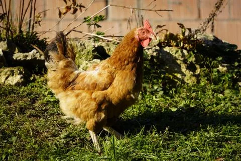 Pockmarked red-crested free-range chicken. stands close and looks into the ca Stock-Fotos